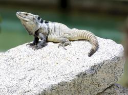 Cape spiny-tailed iguana
